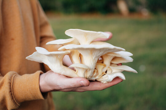 Mans hand holding a large oyster mushroom