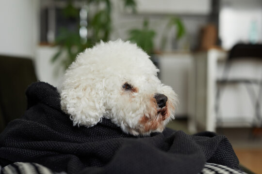 Bichon at home.