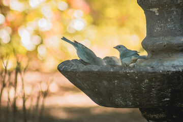 Bird on a fountain #20