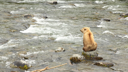 Fototapeta premium Coastal Brown Bear at Brooks Falls