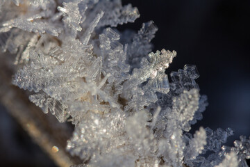 Brilliant hoarfrost on the branches and on green and yellow frozen autumn leaves. Natural snow crystals in winter