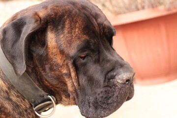 chien cane corso