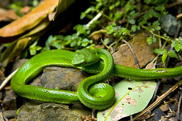 Red-tailed green bamboo snake