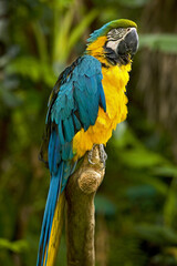 Macaw