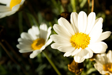 Close up of a beautiful white flower in the garden