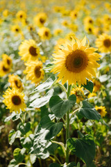 Fototapeta premium Blossoming sunflower against the background of a sunflower field. Summer flowering time or autumn harvest concept