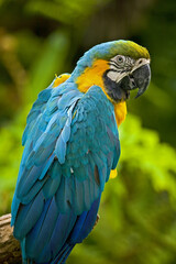 Obraz premium Macaw
