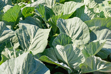 large succulent cabbage leaves in the garden