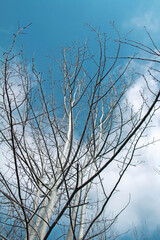 trees in autum winter with blue sky backdrop, bare branches