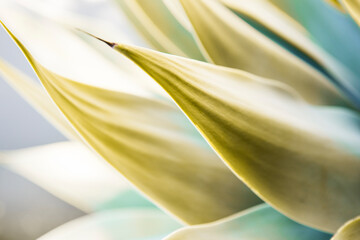 Close Up detail of Agava Plant in the outdoors
