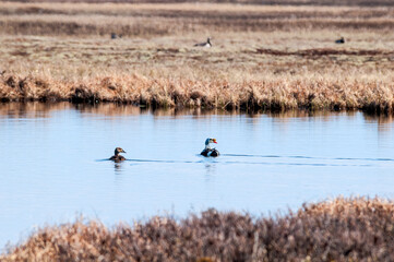 King Eiders (Somateria spectabilis) in Barents Sea coastal area, Russia