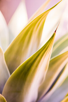 Beautiful exotic patterns of agava plant