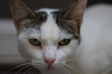 chat à la fenêtre