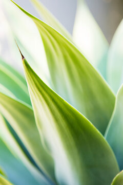 Beautiful exotic patterns of agava plant