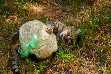 Cat frolics and plays with a toy in the grass