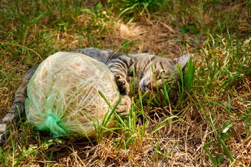 Cat frolics and plays with a toy in the grass