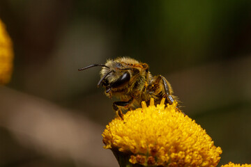 abeille nettoyage tete 