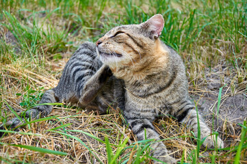 Tabby cat in the grass on a sunny autumn day
