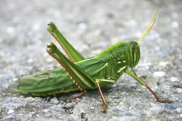 Taiwan locust