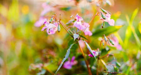 Blumen im goldenem Sonnenuntergang
Flowers in the golden Hour