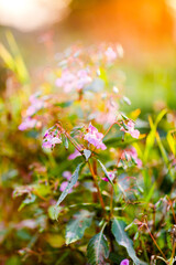 Blumen im goldenem Sonnenuntergang
Flowers in the golden Hour