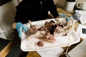 teen boy holding a dissected petal pig