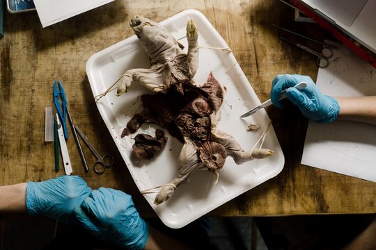 dissected a foetal pig from above