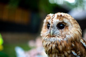 Beautiful owl on a blurred background. Owl. Young brown owl. Bird portrait.