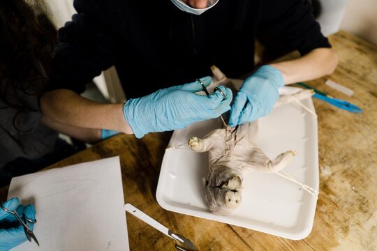 teen cutting into a foetal pig