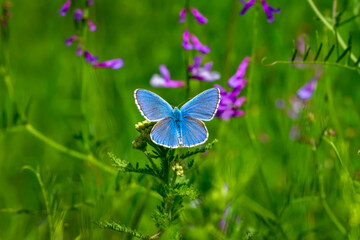 Macro shots, Beautiful nature scene. Closeup beautiful butterfly sitting on the flower in a summer garden.

