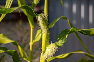 Young tassel and leaf of corn crop, planting in the garden. Botanical macrophotography for illustration of corn