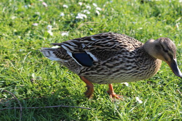 femmina di germano reale