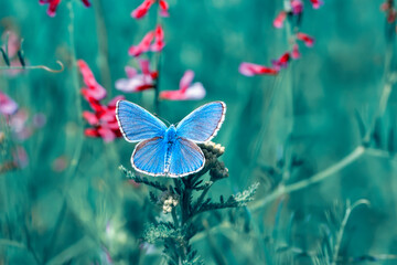 Macro shots, Beautiful nature scene. Closeup beautiful butterfly sitting on the flower in a summer garden.

