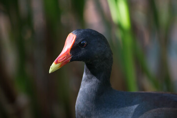 gallinella d'acqua