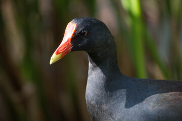 gallinella d'acqua