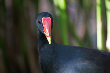 gallinella d'acqua