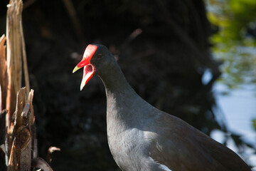 gallinella d'acqua