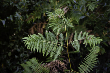 Fern in a forest