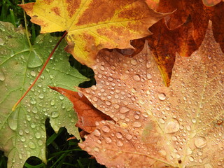 
Water drops on leaves in autumn