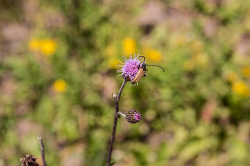 Little  brown bug on violet flower in the middle of the wildflower meadow