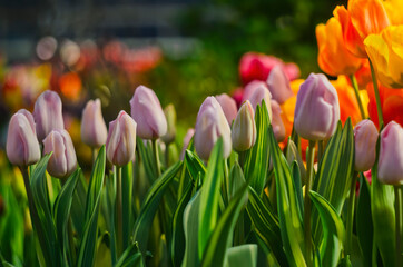Light pink tulips are blooming at spring sunlight