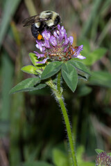Bumble Bee on Purple Clover Bloom Bee on Purple Clover Bloom A1R_8729