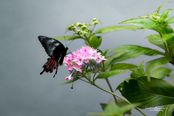 butterfly on a flower