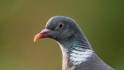Common Wood Pigeon’s portrait