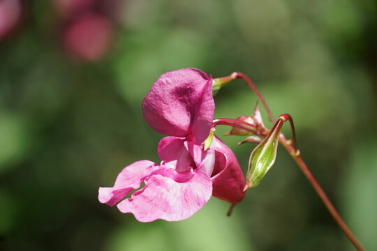 Himalayan balsam, Impatiens glandulifera blooming flower photo.