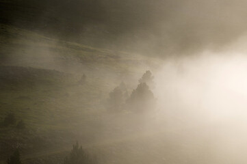 Trees in the Pyrenees