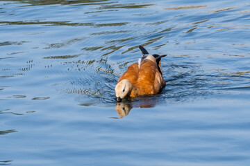 Ruddy Shelduck (Tadorna ferruginea) in park, Moscow, Russia