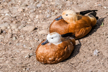 Ruddy Shelducks (Tadorna ferruginea) in park, Moscow, Russia