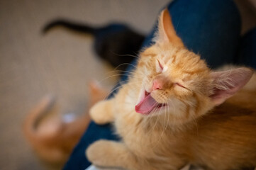 Yellow kitten open mouthed and eyes closed facing up from lap with out of focus kittens in background