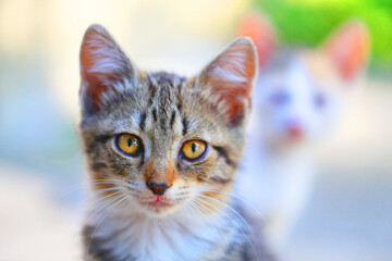 Photo of a beautiful little kitten on the street